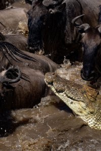 crocodile-chasing-wildebeest-in-africa-2023-11-27-05-30-28-utc-scaled.jpg