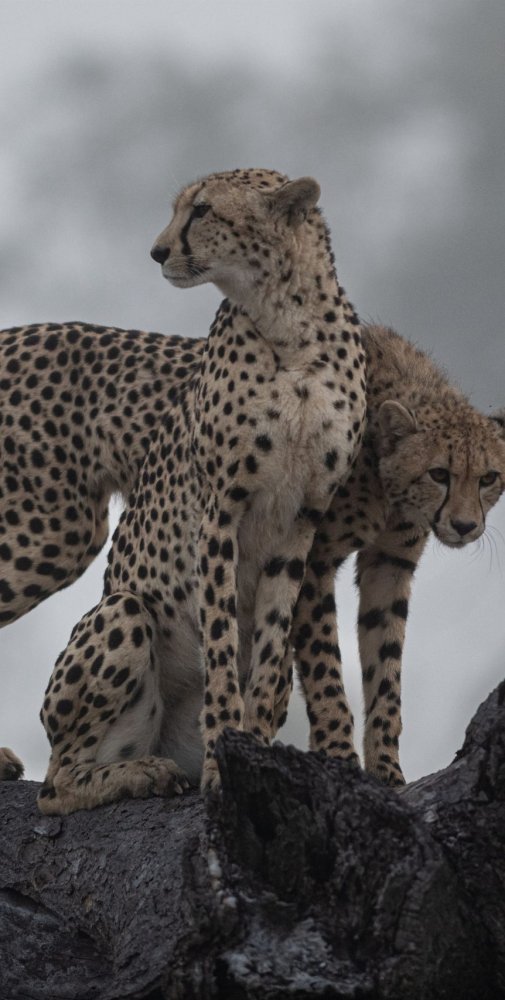 two-cheetah-acinonyx-jubatus-stand-together-on-a-2023-11-27-05-36-32-utc